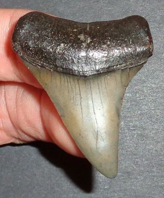 Big 1.  811 " Mako Shark Tooth Fossil From South Carolina W/free Shark Tooth Guide