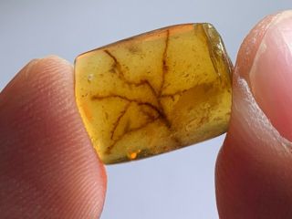 Uncommon Unknown Plant Burmite Myanmar Burmese Amber Insect Fossil Dinosaur Age