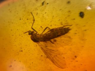 Big Diptera Horsefly Burmite Myanmar Burmese Amber Insect Fossil Dinosaur Age