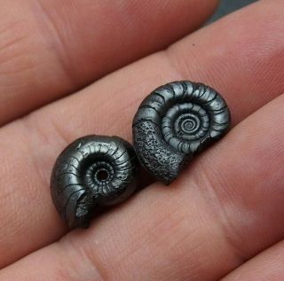2x Ammonite 15 - 17mm Hematite Morocco Mineral Africa Fossil Ammoniten Fossilien