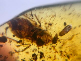 Unique Cretaceous Roach Burmite Myanmar Burmese Amber Insect Fossil Dinosaur Age