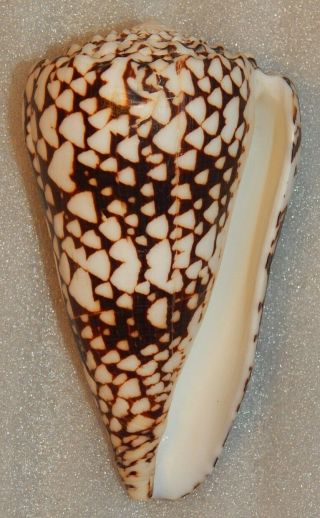 Seashell Conus Bandanus 138mm Very Large
