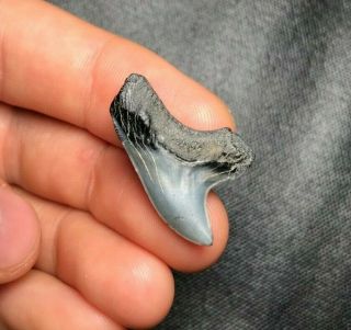 Sharp 1.  09 " Giant Thresher Shark Tooth Teeth Fossil Sharks Necklace Jaws Meg