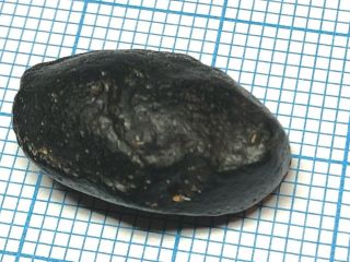Australite 3: Australian tektite from meteorite impact,  Oval with S rim & wave 4