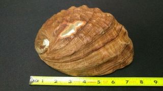 Large 7.  75 " X 5.  75 " Natural Red Abalone Shell 19.  3 Ounces