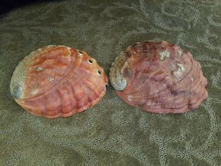 2 Giant Natural Red Abalone Shells 1 Lb & 14 Oz Gorgeous Smudging Crafts Decor
