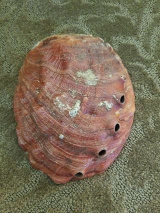 2 Giant Natural Red Abalone Shells 1 lb & 14 oz Gorgeous Smudging crafts decor 2