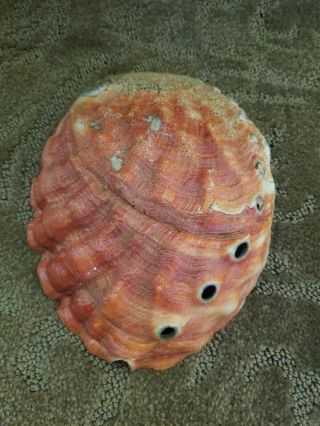 2 Giant Natural Red Abalone Shells 1 lb & 14 oz Gorgeous Smudging crafts decor 3