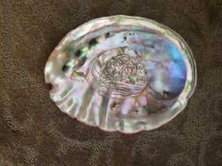 2 Giant Natural Red Abalone Shells 1 lb & 14 oz Gorgeous Smudging crafts decor 5