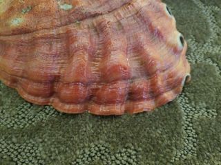 2 Giant Natural Red Abalone Shells 1 lb & 14 oz Gorgeous Smudging crafts decor 6