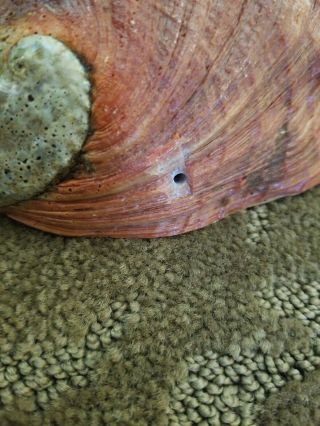 2 Giant Natural Red Abalone Shells 1 lb & 14 oz Gorgeous Smudging crafts decor 8