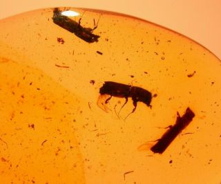 3 Platypodid Beetles With Sawdust In Authentic Dominican Amber Fossil Gem