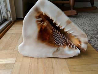 Large And Heavy Brown Queen Conch Shell 3.  5 Lb - -