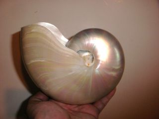 Large 6.  5 " Pearl Nautilus Shell Seashell