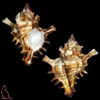 Murex Hexaplex Megacerus,  Ivory Coast,  Muricidae Sea Shell