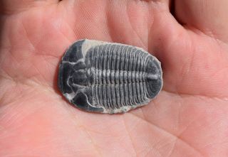 Trilobite Fossil Elrathia Kingii Kingi Wheeler Shale Specimen Rare Cambrian Utah