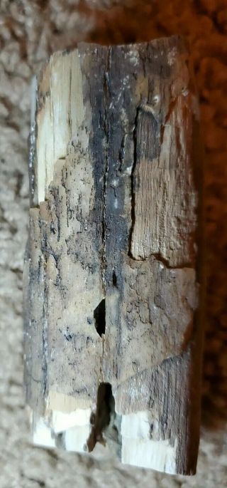 Petrified wood round Como Bluff 3
