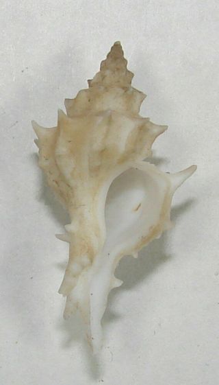 Murex Nuttingi 30.  58mm Rare Specimen Off Clearwater,  Florida 1970