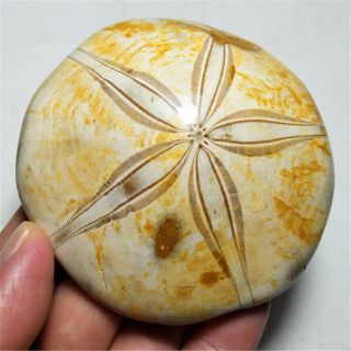 208.  5g Rare Sea Urchin Star Fish Fossil Sand Dollar 190716111
