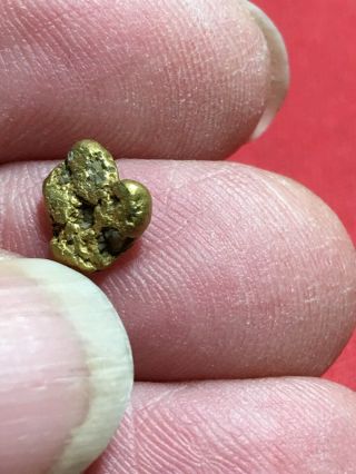 Natural Gold Nugget Specimen With Quartz Rock Bullion From Oregon.  81 Gram A69