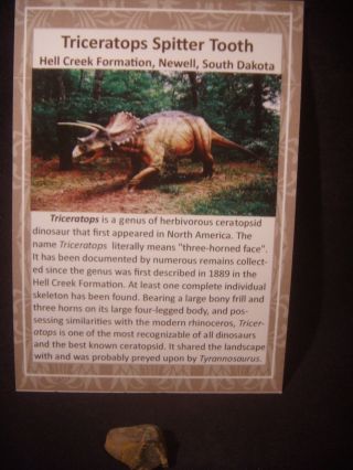 Dinosaur Bones Triceratops Spitter Tooth Hell Creek South Dakota