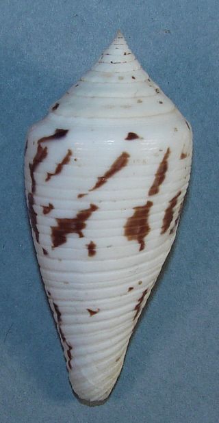 Conus Fletcheri 62.  21mm Rare Specimen Aliguay Is. ,  Philippines