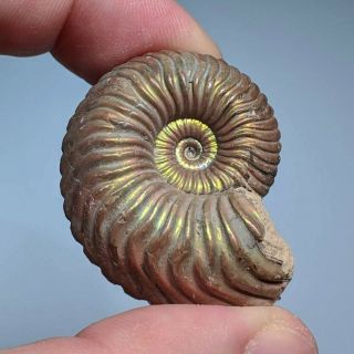 3,  7 Cm (1,  5 In) Natural Ammonite Vertumniceras Jurassic Pyrite Russia Ammonit