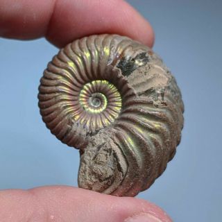 3,  7 cm (1,  5 in) Natural Ammonite Vertumniceras jurassic pyrite Russia ammonit 2