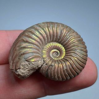 3,  7 cm (1,  5 in) Natural Ammonite Vertumniceras jurassic pyrite Russia ammonit 3