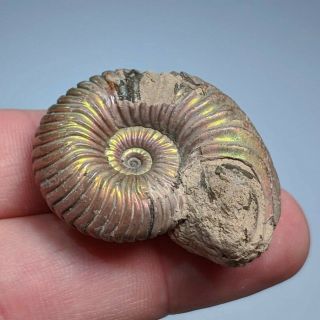 3,  7 cm (1,  5 in) Natural Ammonite Vertumniceras jurassic pyrite Russia ammonit 4