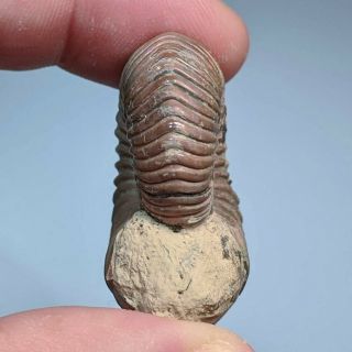 3,  7 cm (1,  5 in) Natural Ammonite Vertumniceras jurassic pyrite Russia ammonit 5