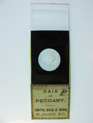 Antique Microscope Slide By Smith Beck & Beck.  " Hair Of Peccary ".
