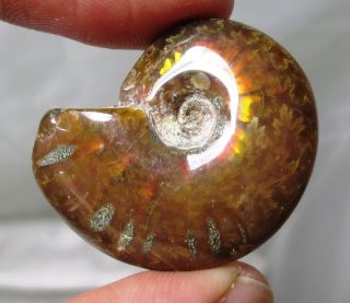 Fossil Ammonite Polished With Red Flashes - 3.  2 Cm - Madagascar - Jurassic