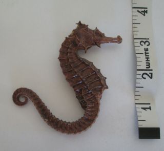 3.  5  Dried Seahorse Hippocampus Erectus Skeleton