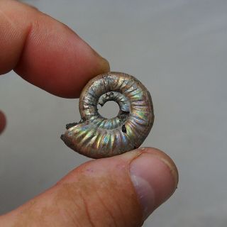 29mm Mirosphinctes sp.  Pyrite Ammonite Fossils Callovian Fossilien Russia 3