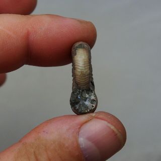 29mm Mirosphinctes sp.  Pyrite Ammonite Fossils Callovian Fossilien Russia 5