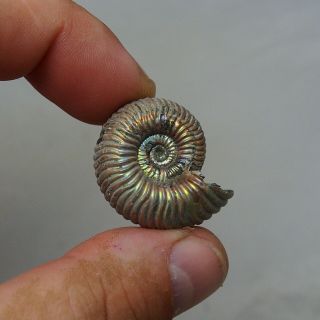 31mm Eboraciceras sp.  Pyrite Ammonite Fossils Callovian Fossilien Russia 2