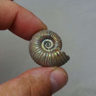 31mm Eboraciceras sp.  Pyrite Ammonite Fossils Callovian Fossilien Russia 3