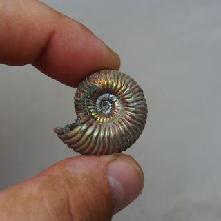 31mm Eboraciceras sp.  Pyrite Ammonite Fossils Callovian Fossilien Russia 4