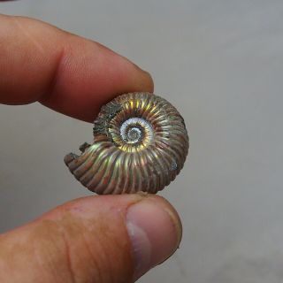 31mm Eboraciceras sp.  Pyrite Ammonite Fossils Callovian Fossilien Russia 5