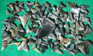 Florida Fossil Shark Teeth Great White Tooth Beach Ocean Surf Sea Fishing 100