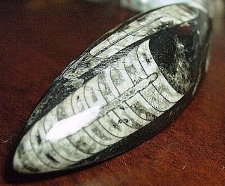 Orthoceras Fossil Squid Collectable,  545.  73ct,  3.  85oz,  125x40x12mm,  Fos - D64
