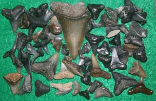 Florida Fossil Shark Teeth Great White Tooth Beach Ocean Surf Sea Fishing 50,