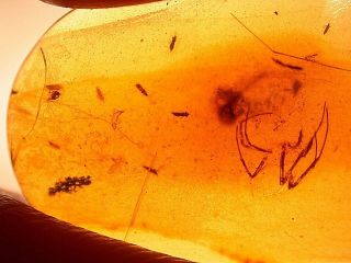 Swarm Of 15 Insects In Burmite Amber Fossil Gemstone From Dinosaur Age