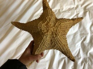 14 " Large Starfish Star Fish From Central America Shell Brown Real Dried Puerto