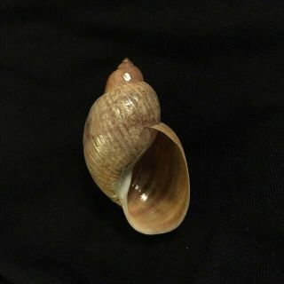 Bulimnea Megasoma Say 46 Mm Canada Freshwater Snail