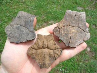 3 Xl Turtle Nuchal Scutes Florida Fossils Tortoise Shell Bones Carapace Ice Age