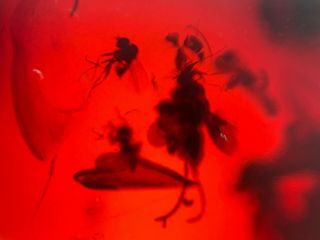 Many Diptera flies on red blood Amber Burmite Myanmar insect fossil dinosaur age 3