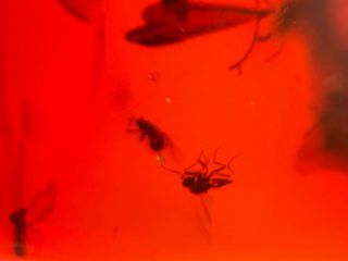 Many Diptera flies on red blood Amber Burmite Myanmar insect fossil dinosaur age 4