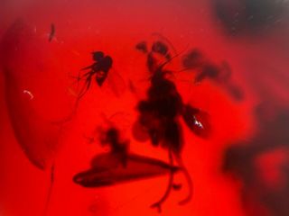 Many Diptera flies on red blood Amber Burmite Myanmar insect fossil dinosaur age 5